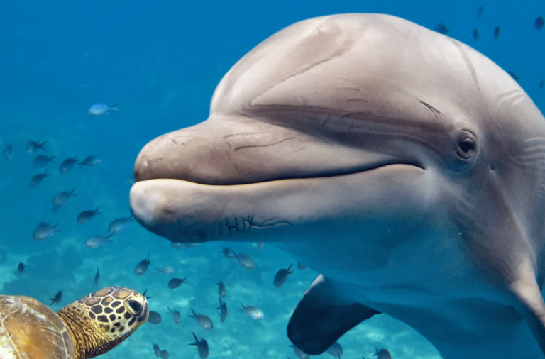 Dolphin