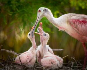 St Augustine Sailing - Alligator Farm - Roseate Spoonbill -