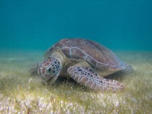 St Augustine Sailing - Sail Science - Turtle - Marine Life - Anastasia State Park