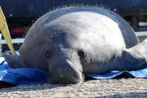 St Augustine Sailing - Manatee - Sail Science - Jacksonville Zoo