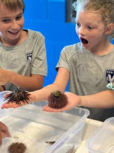 St Augustine Sailing - Whitney Lab - Aquatic life - Marine life - Sail Science