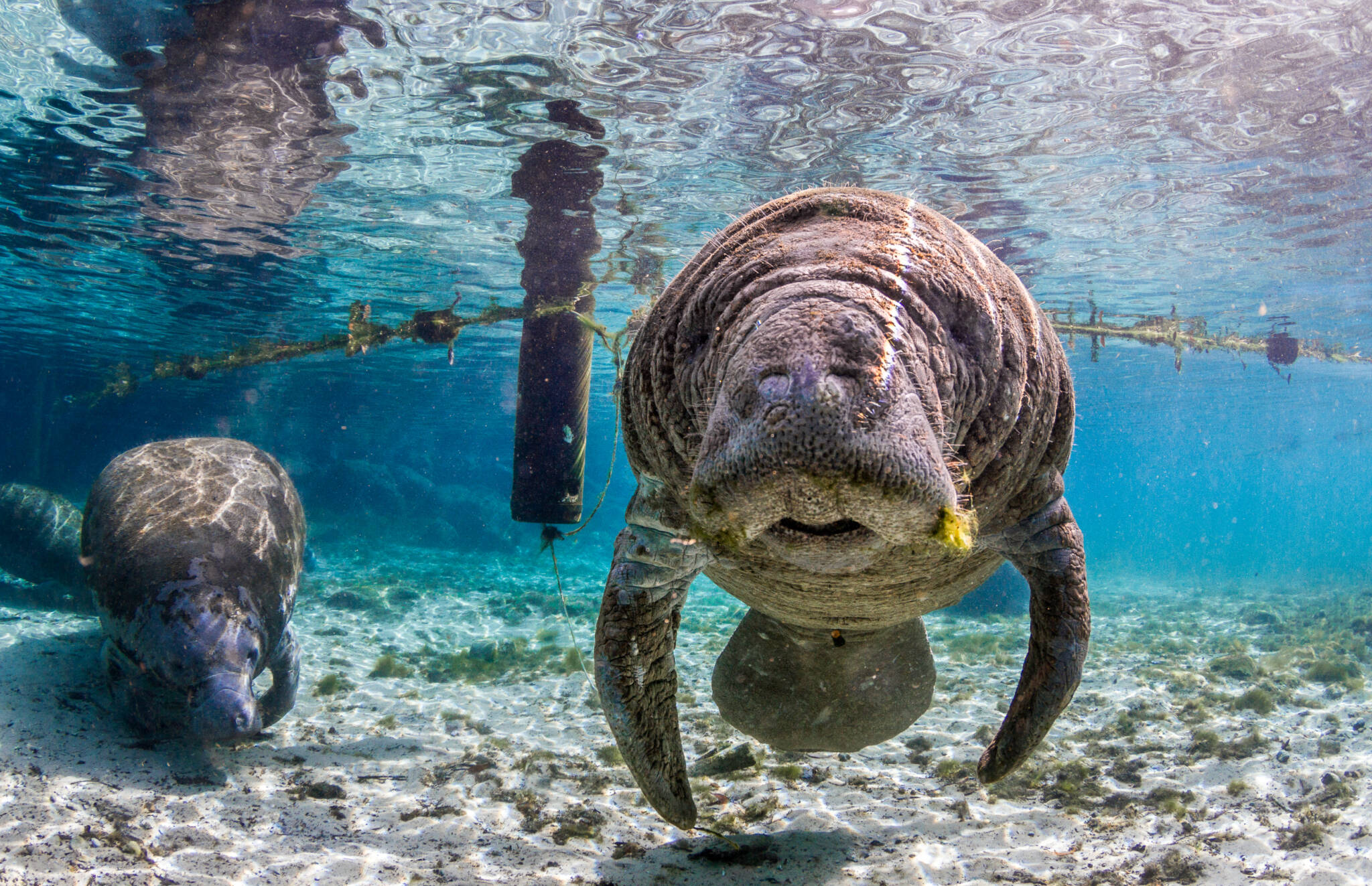 St Augustine Sailing - SailScience - Manatee - Aquatic Life - Marine Life