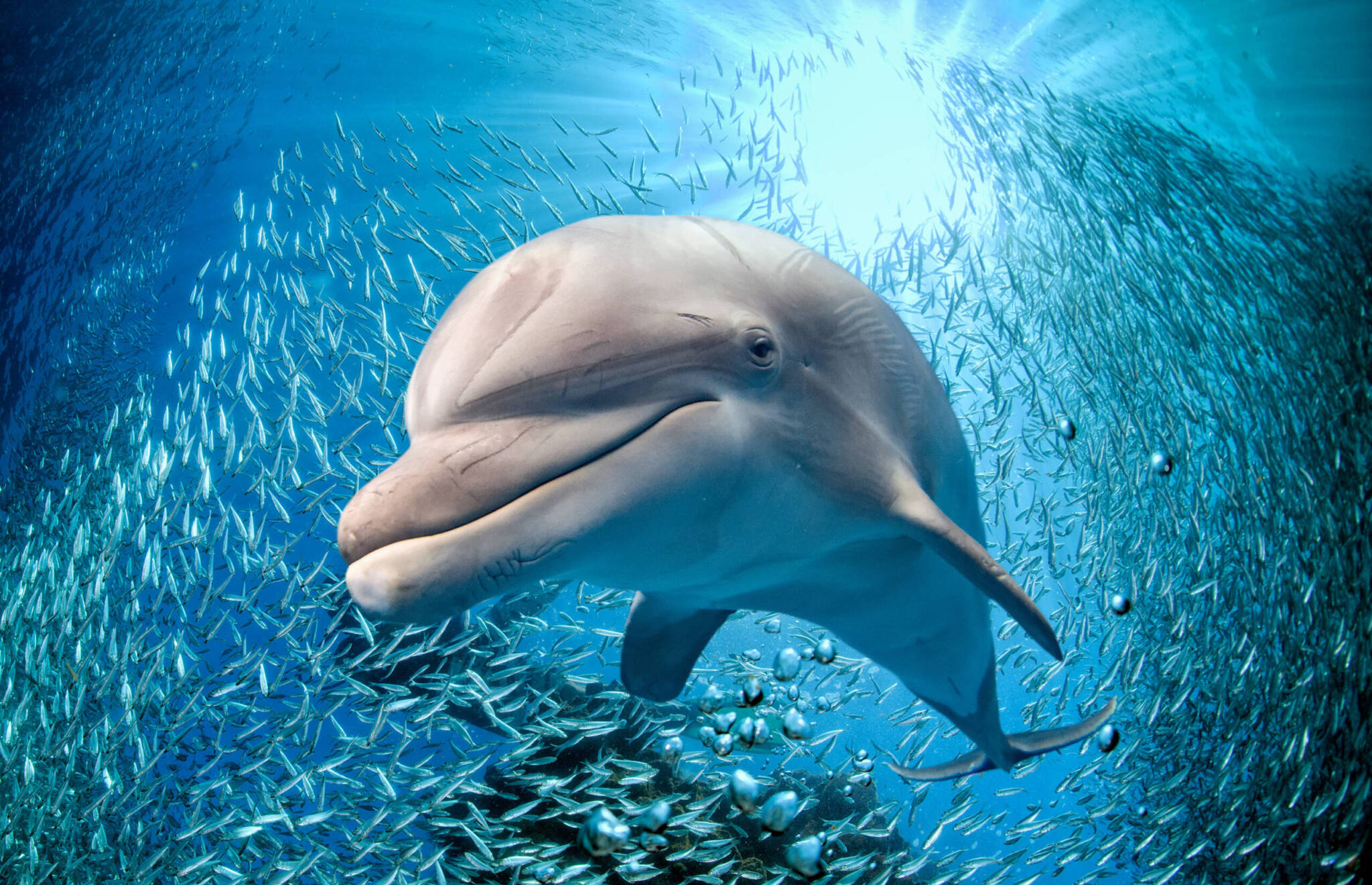 wildlife encounters with SailScience - Dolphins