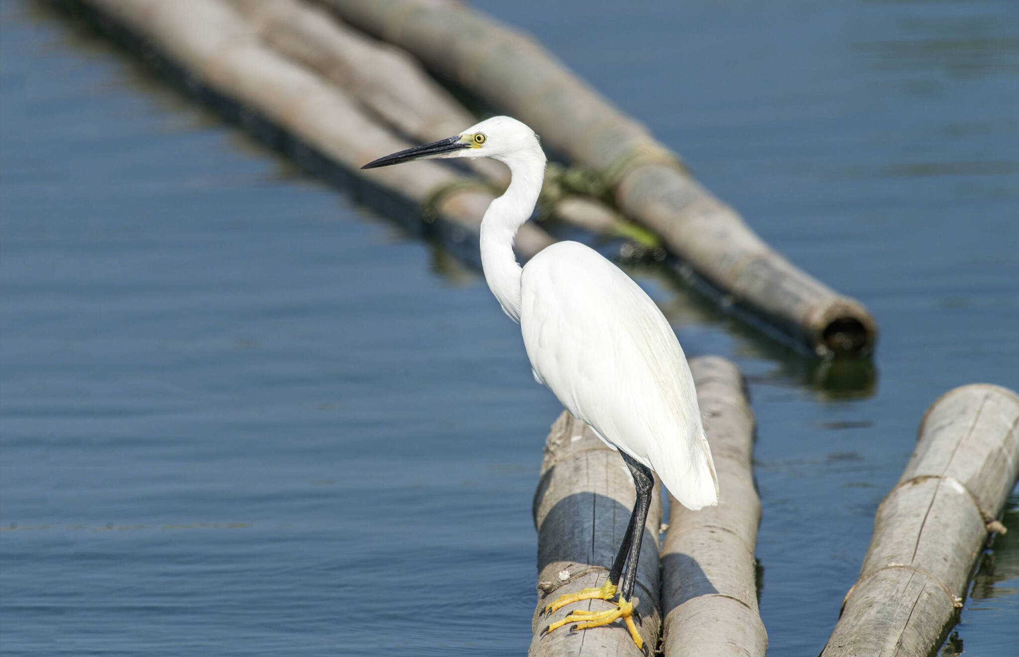 St Augustine Sailing - Great Egret - SailScience - Nature