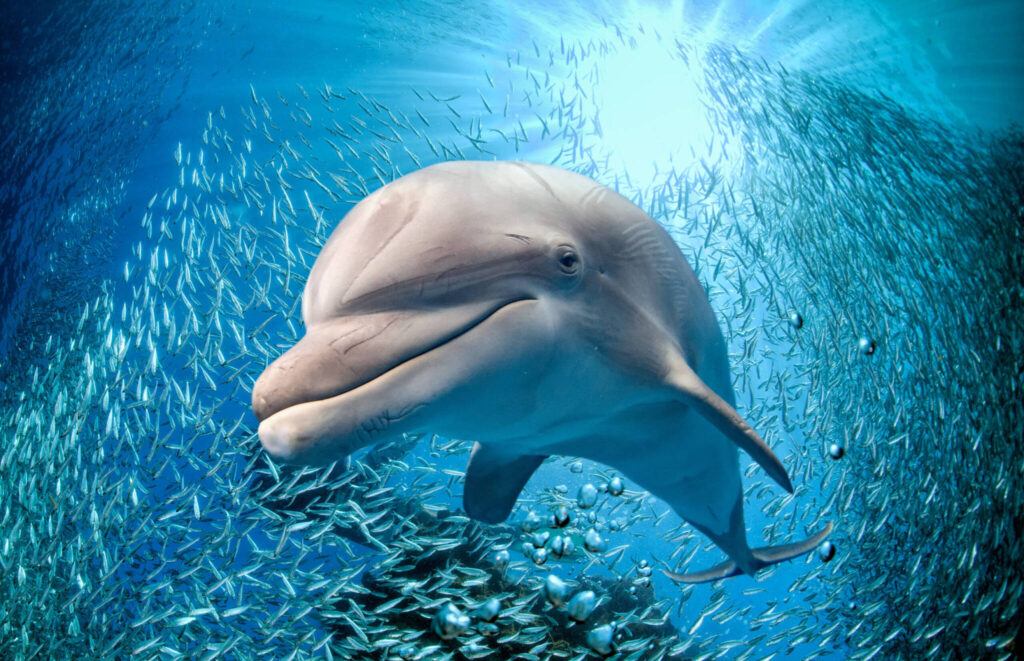 Dolphins - Atlantic Ocean - Learn about sea life - marine biology - St Augustine Sailing