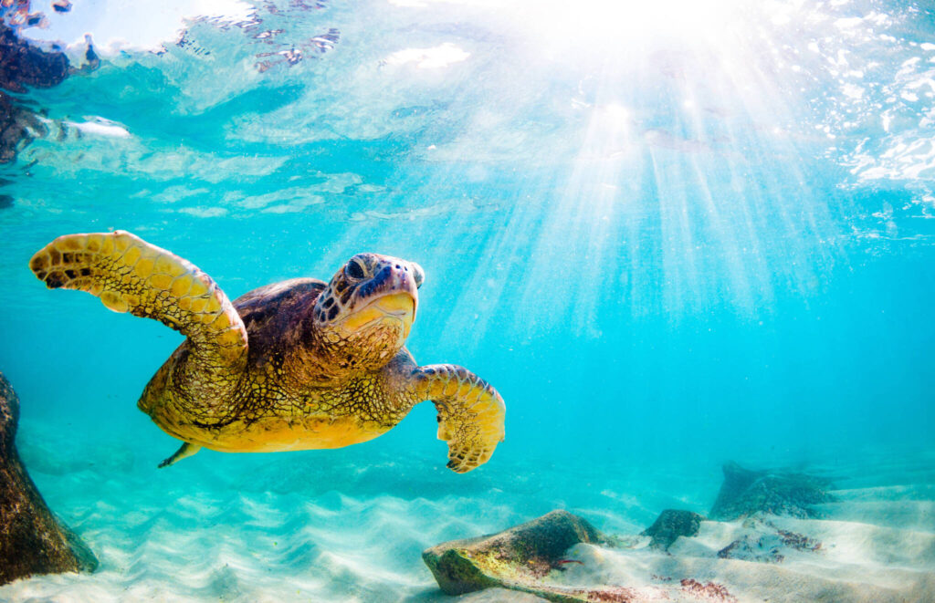 Sea Turtles - Atlantic Ocean - Learn about sea life - marine biology - St Augustine Sailing